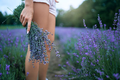 Low section of woman standing on lavender field