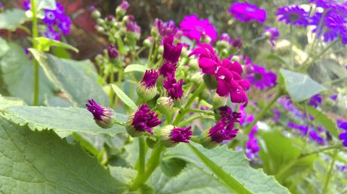 Close-up of purple flowers blooming outdoors