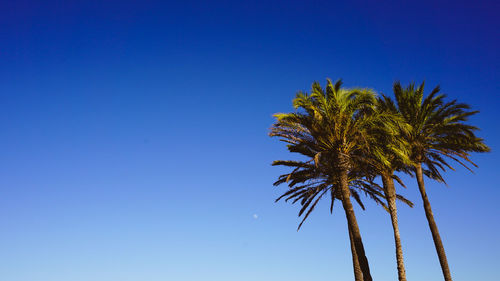 Low angle view of palm tree against clear blue sky