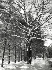 Snow covered trees against sky