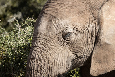 Close-up of elephant