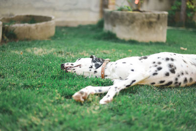 Close-up of dog on field