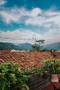 Scenic view of flowering plants against cloudy sky