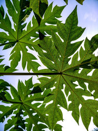Close-up of plant