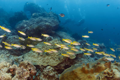 Fish swimming in sea