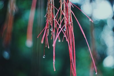 Close-up of water drops on plant