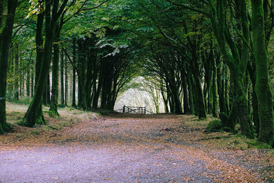 Trees in forest