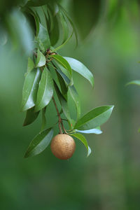 Close-up of berries growing on tree