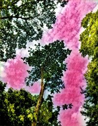 Low angle view of pink tree against sky