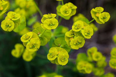 Close-up of yellow flowering plant