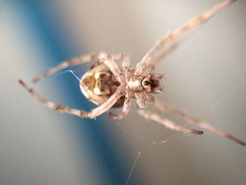 Close-up of spider on web
