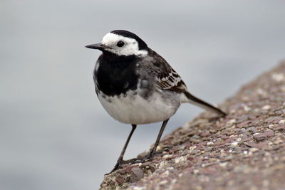 Close-up of bird perching on a tree