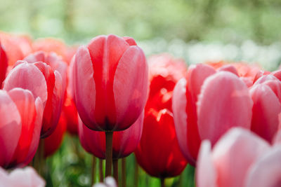 Close-up of red tulips