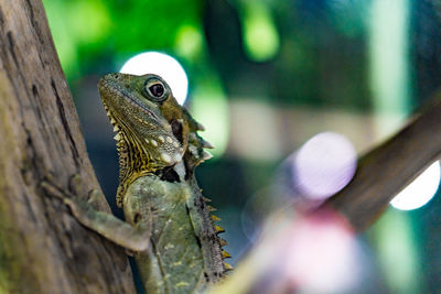 Close-up of a lizard on tree