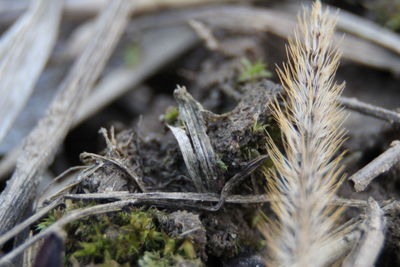 Close-up of dry leaves on plant during winter