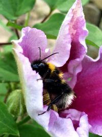 Close-up of honey bee pollinating on pink flower