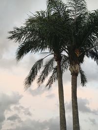 Low angle view of tree against sky