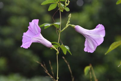 Two purple morning glories with dewdrop on a bokeh background