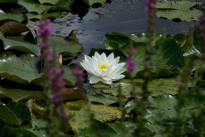 Close-up of water lily in pond