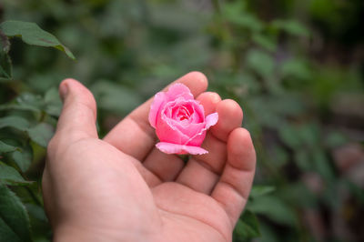 Close-up of hand holding pink rose