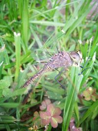 High angle view of insect on flower