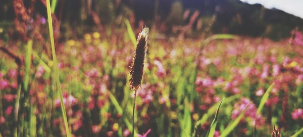 Close-up of flowering plants on land