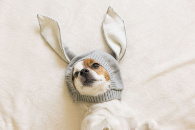 Portrait of dog wearing bunny hat on bed