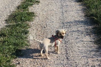 High angle view of dog on footpath