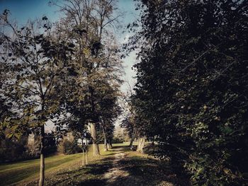 Trees on field against sky