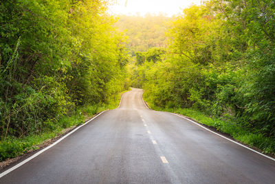 Road amidst trees