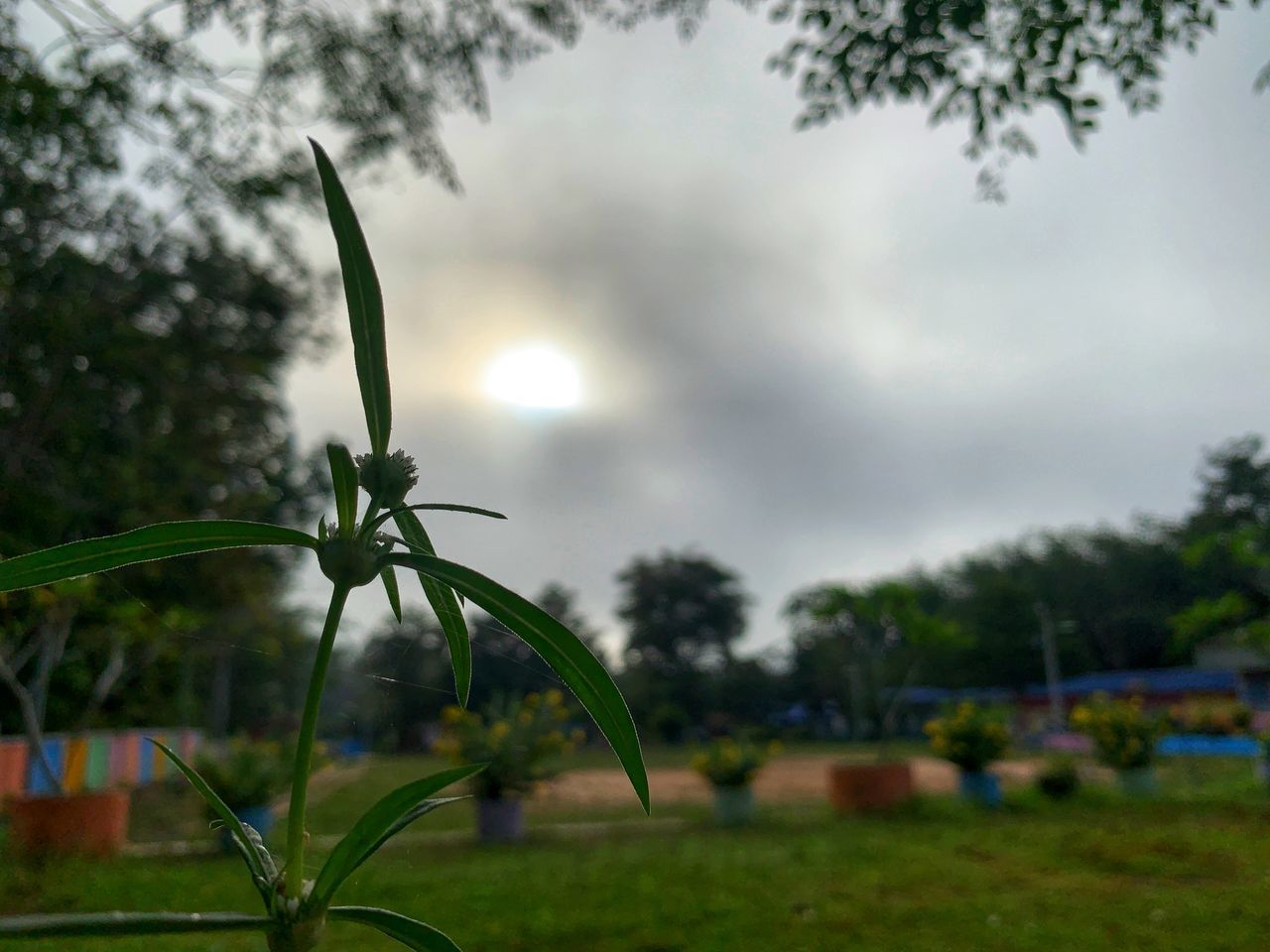 CLOSE-UP OF PLANT ON FIELD AGAINST SKY