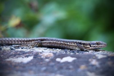 Wal lizard in the sunset