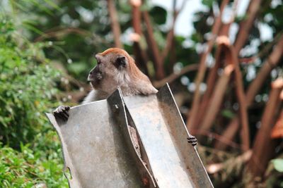 Monkey looking away on garbage on the side of the road