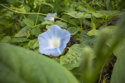 Close-up of white flowering plant