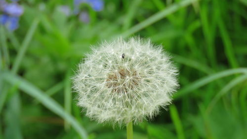 Close-up of dandelion blooming outdoors