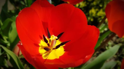 Close-up of red flower blooming outdoors