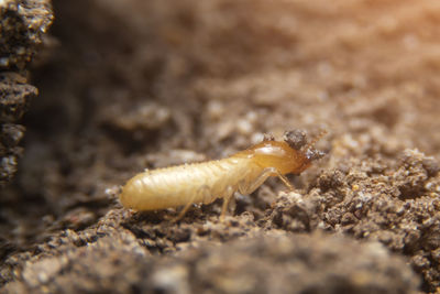 Close-up of insect on rock