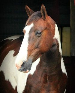 Close-up of horse