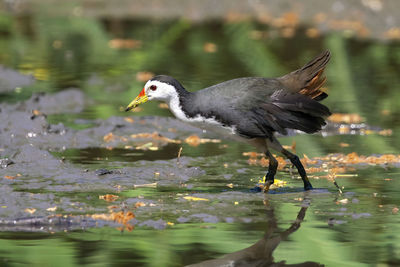 Image of white breasted waterhen bird are looking for food in swamp. bird. animals.