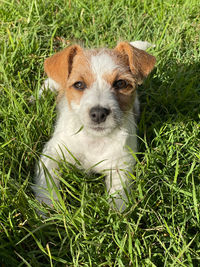 High angle portrait of a dog on field