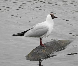 Seagull perching on a lake