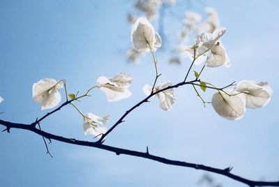 Low angle view of white flowering plant against sky