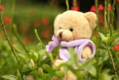 Close-up of a teddy bear