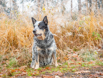 Sharp grey dog sit in forest. hoarfrost on grass stalks. muddy forest path. healthy dog life concept