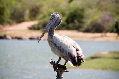 Close-up of pelican perching on a sea