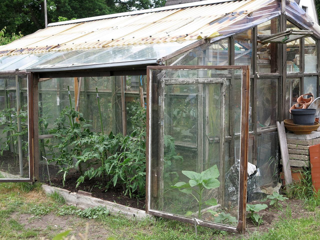 PLANTS GROWING IN ABANDONED HOUSE