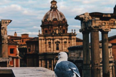 Close-up of seagull against buildings