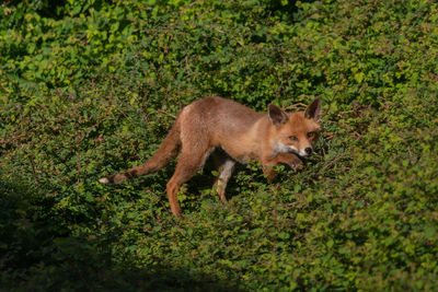 Red fox in foliage