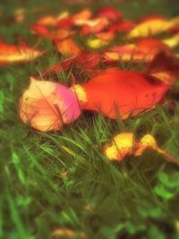 Close-up of butterfly on grass