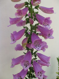 Close-up of pink flowers